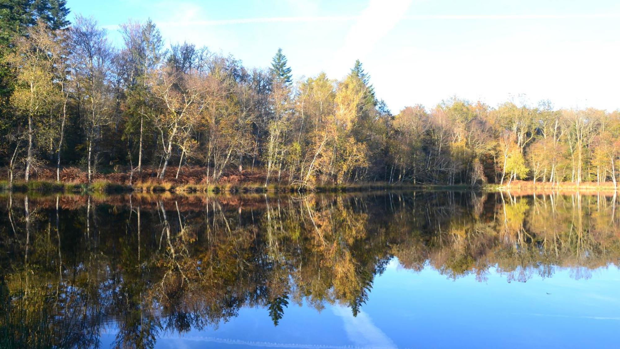 Chalet Des Aigrettes, Les 1000 Etangs La Voivre Kültér fotó
