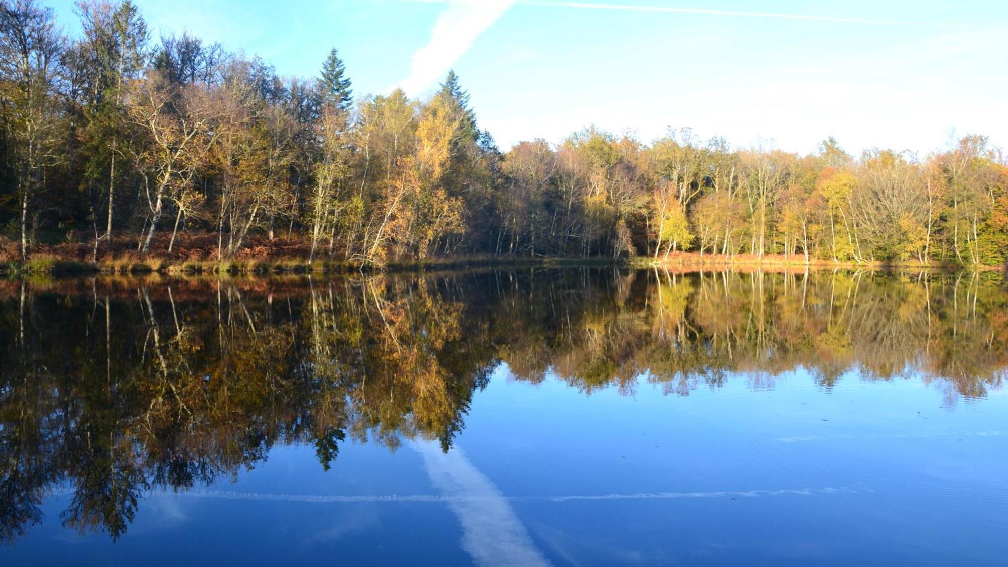 Chalet Des Aigrettes, Les 1000 Etangs La Voivre Kültér fotó